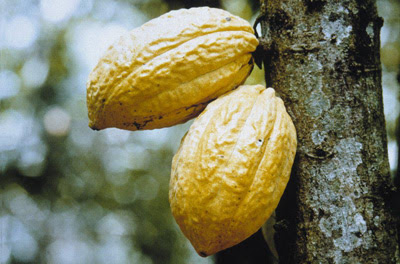 Cacao Bean before it gets processed into Chocolate